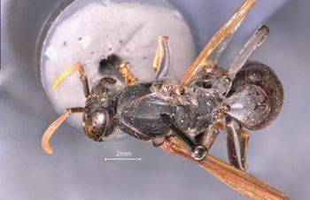 Media type: image;   Entomology 33171 Aspect: habitus dorsal view